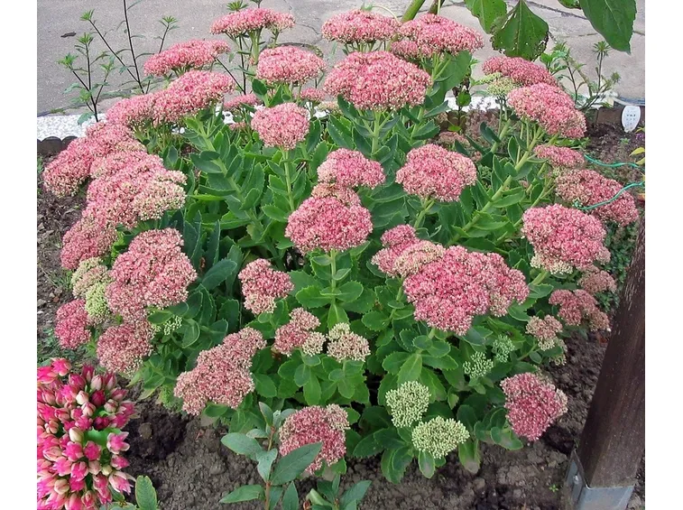 sedum