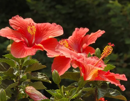 Fiori di ibisco