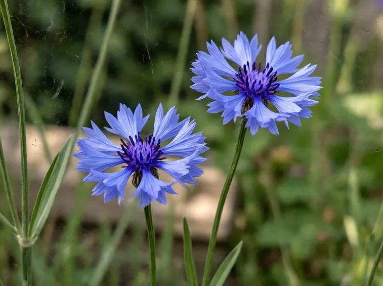fiordaliso