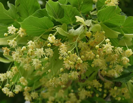 Albero di tiglio