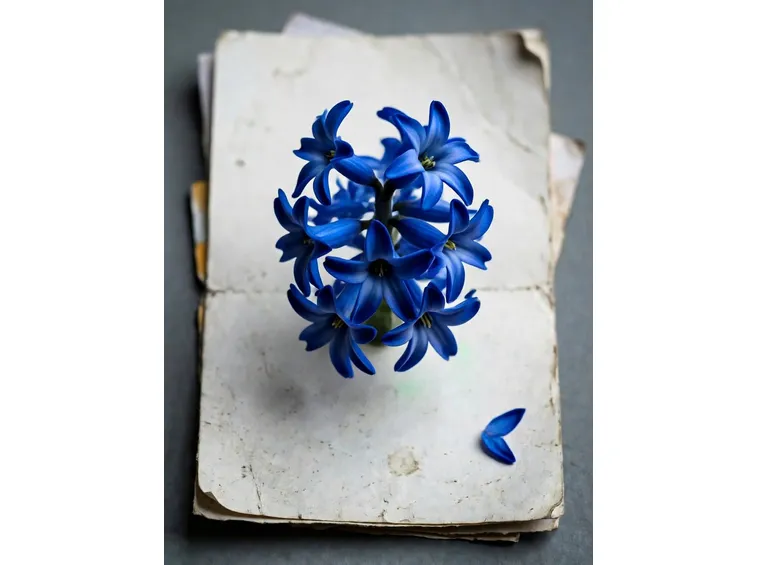 fiori giacinto