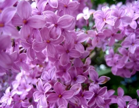 fiori di lillà