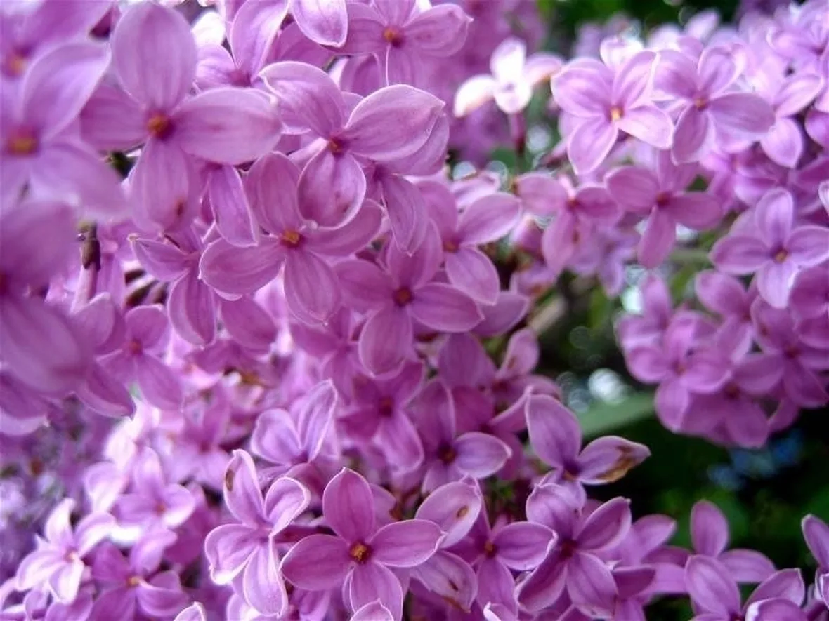 fiori di lillà