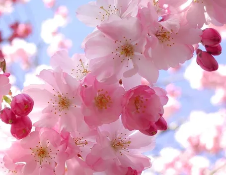 fiori melo