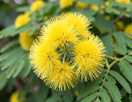 mimosa