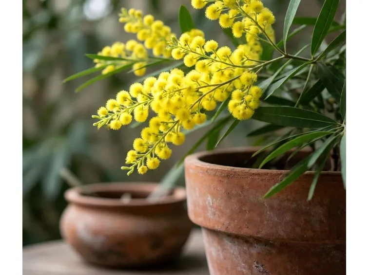 mimosa