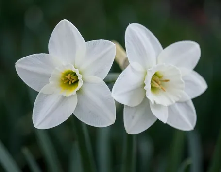 fiori narciso