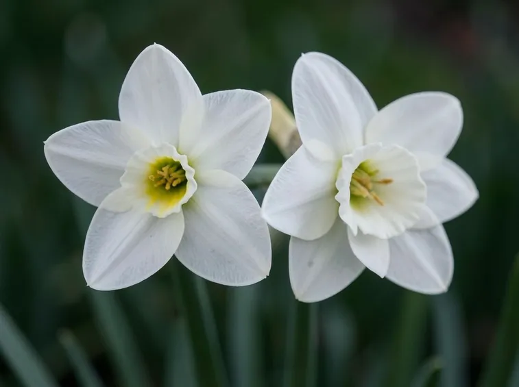 fiori narciso