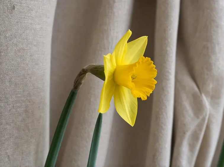 fiori narciso