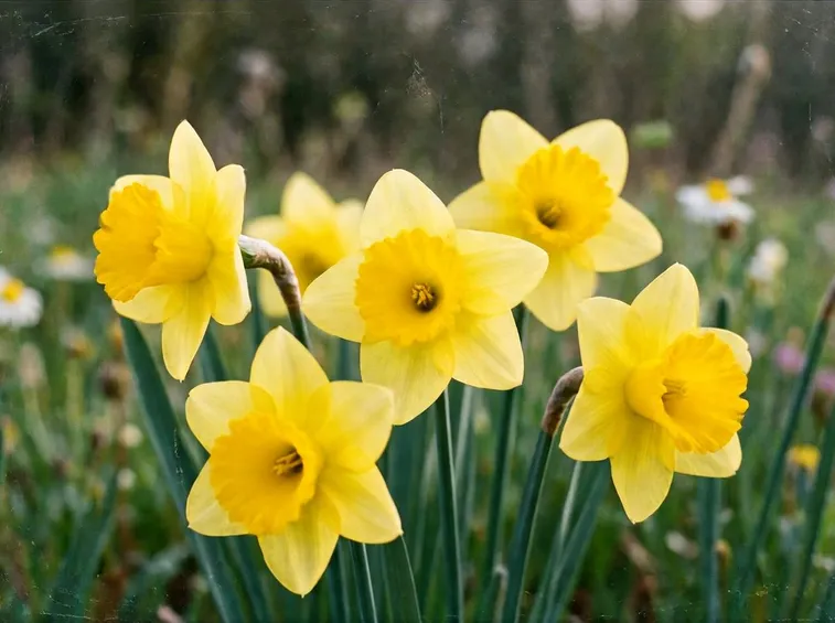 fiori narciso