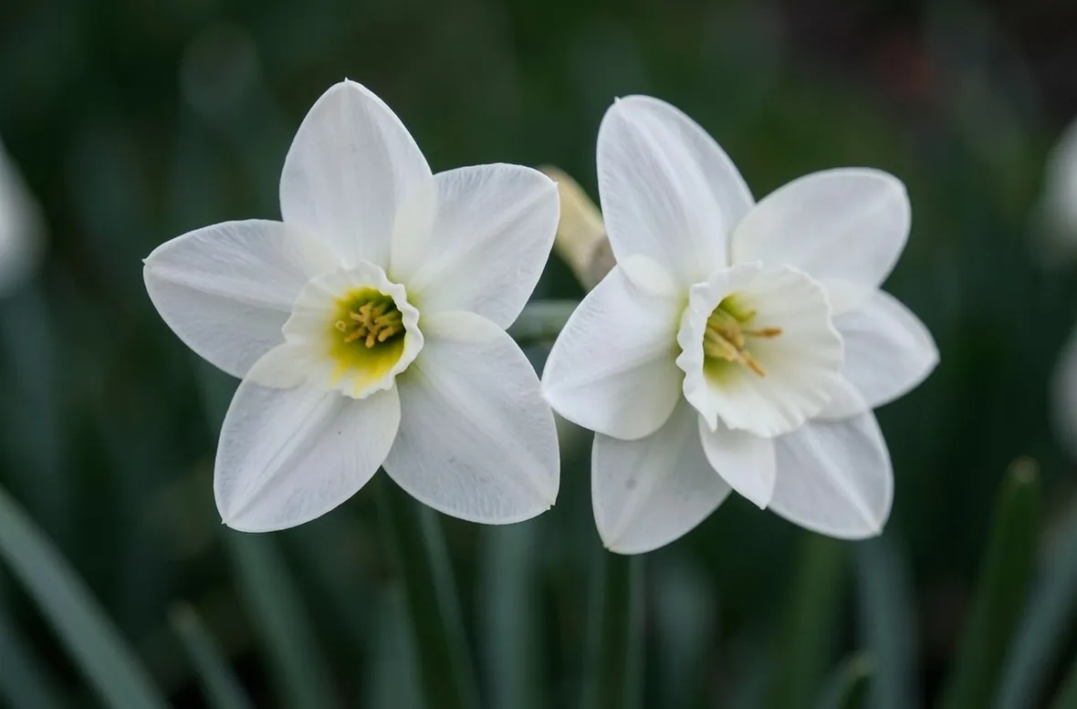 fiori narciso
