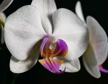 fiore orchidea