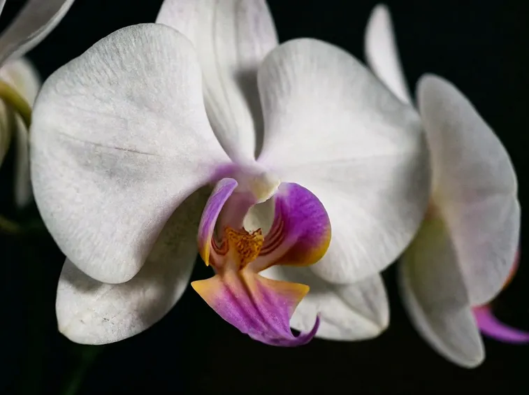 fiore orchidea