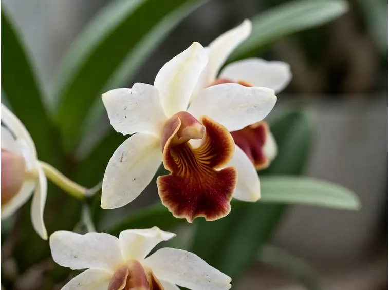 fiori orchidea