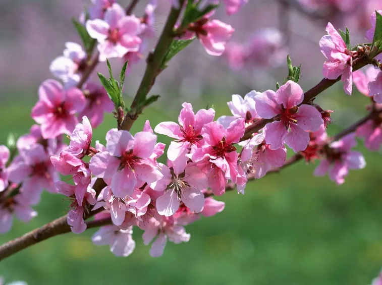 fiori pesco