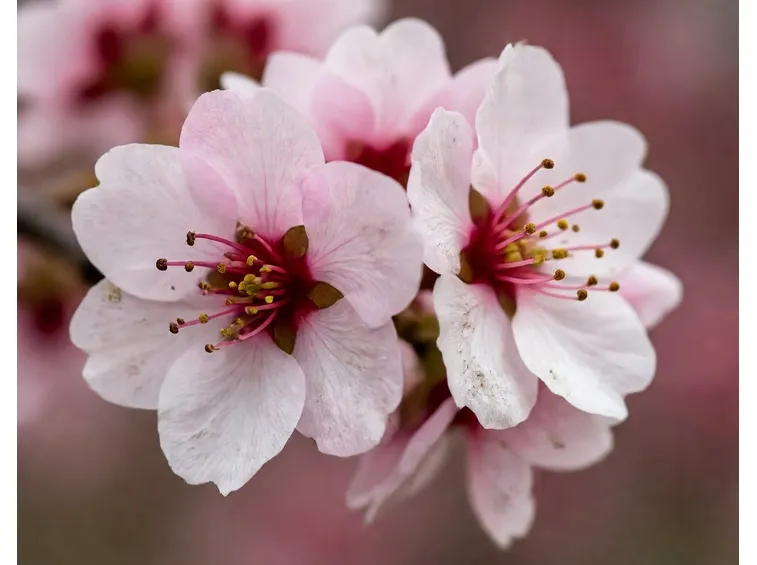 fiori di pesco