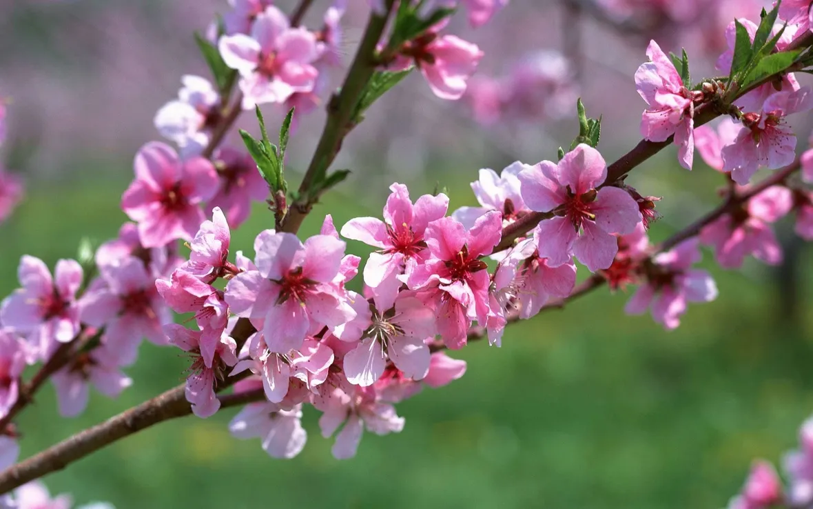 fiori pesco