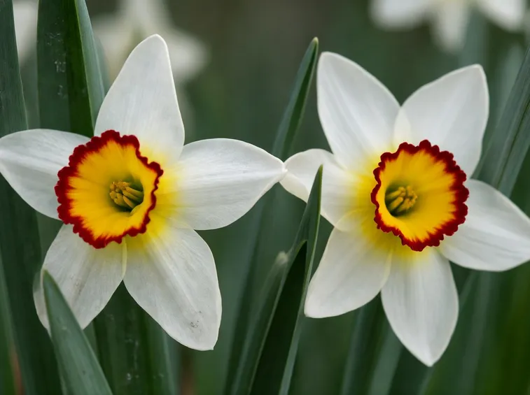 Fiori narciso