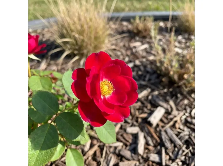 rosa rossa