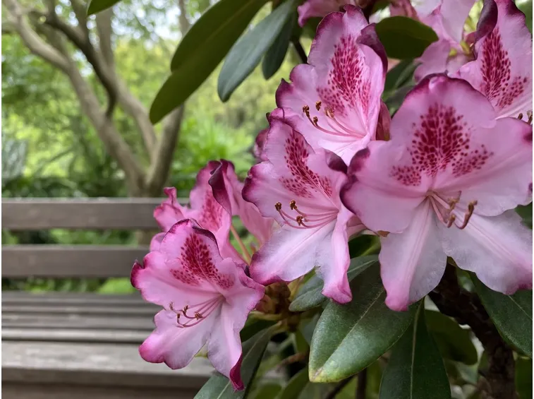 RODODENDRO