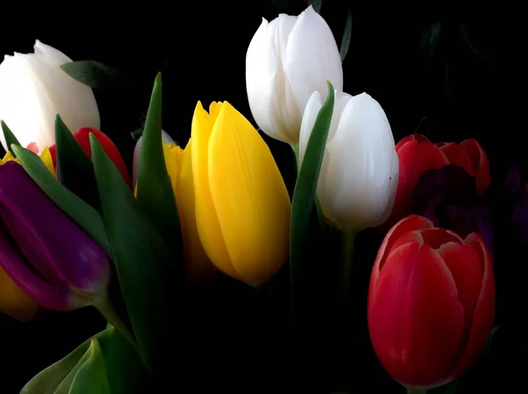 tulipani
