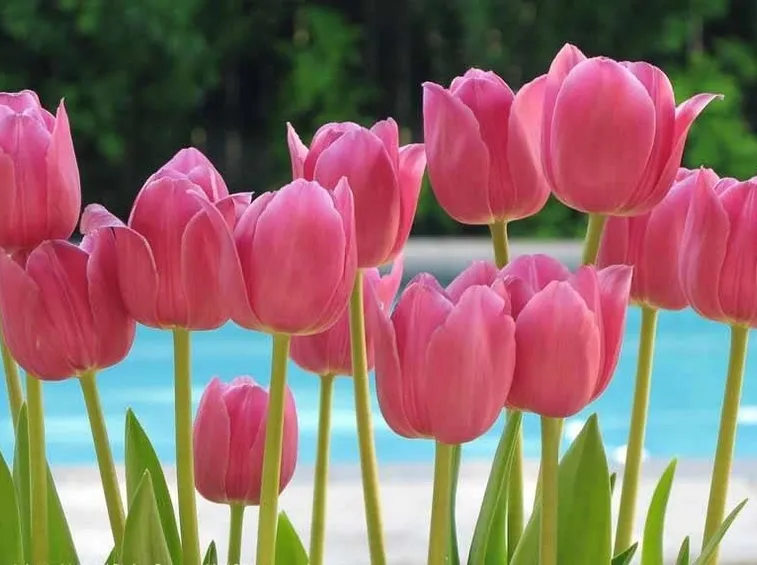 tulipani