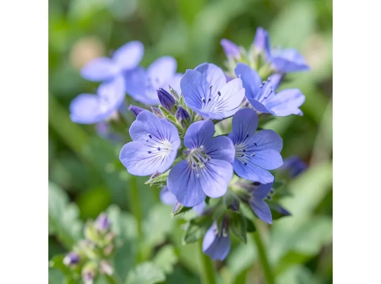 fiori veronica
