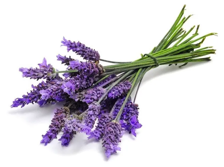 Un mazzo di Lavanda