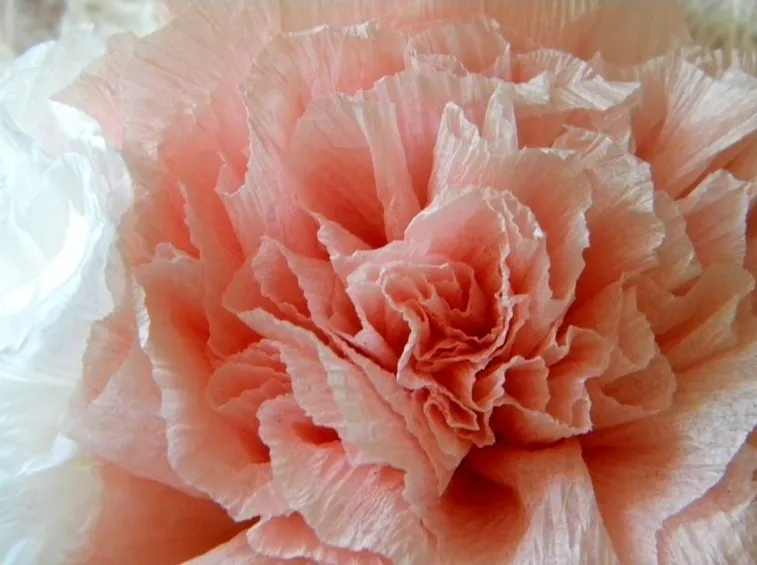 fiori di carta crespa