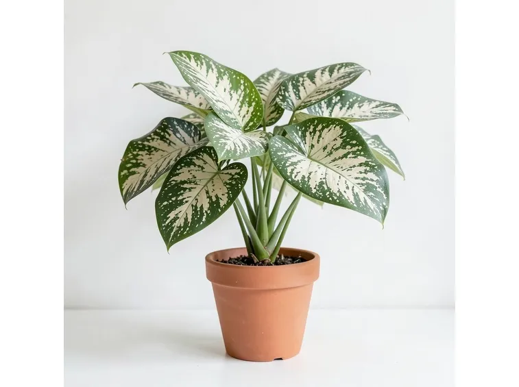 pianta