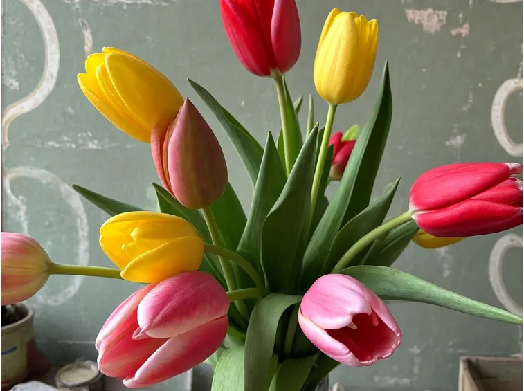 tulipani