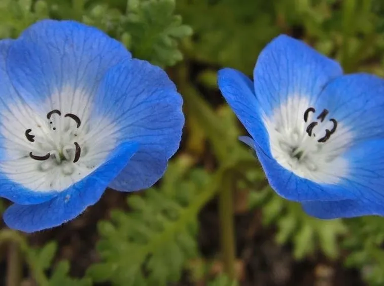 NEMOPHILA
