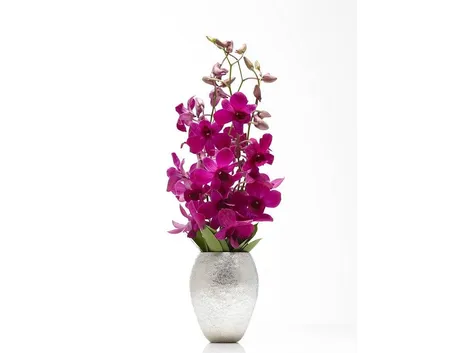 orchidea