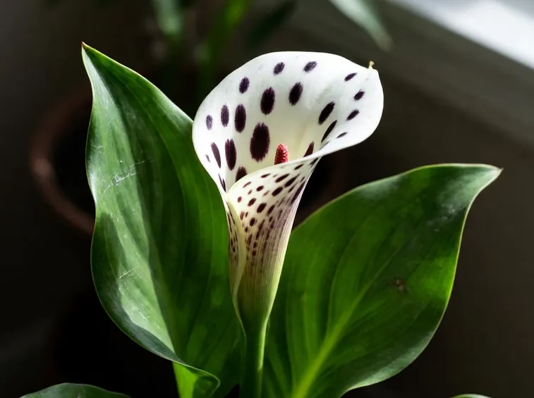 Calla albomaculata (Zantedeschia)