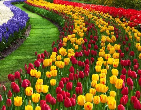 tulipani in giardino
