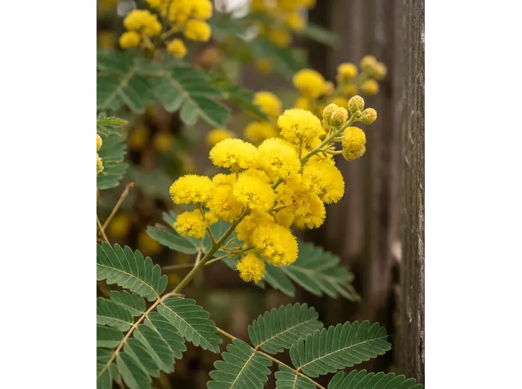 mimosa
