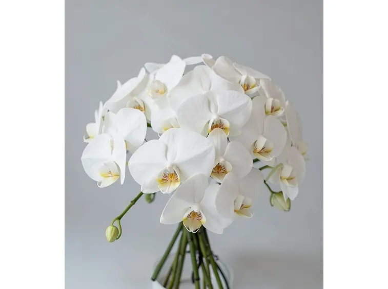 bouquet orchidee