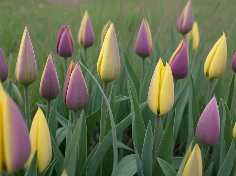 fiori primaverili