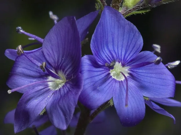 veronica