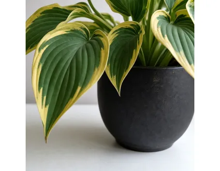 pianta