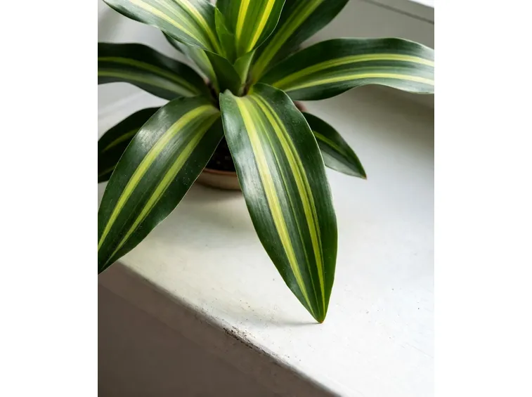 pianta