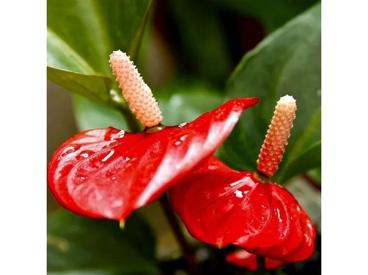 Anthurium rosso