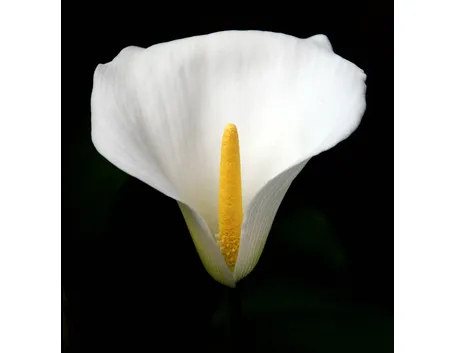 La calla (Zantedeschia aethiopica).