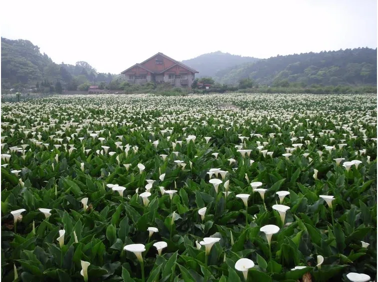 Un campo di calle a Taiwan.