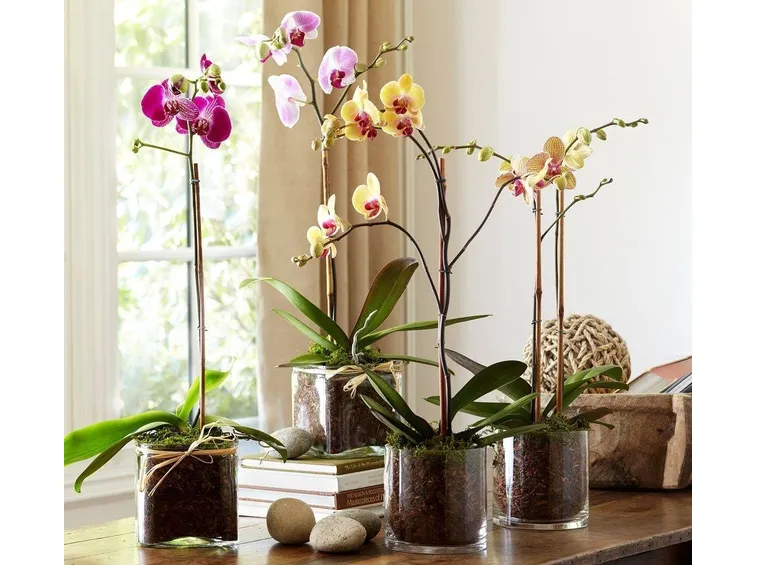 Una composizione di vasi di orchidea