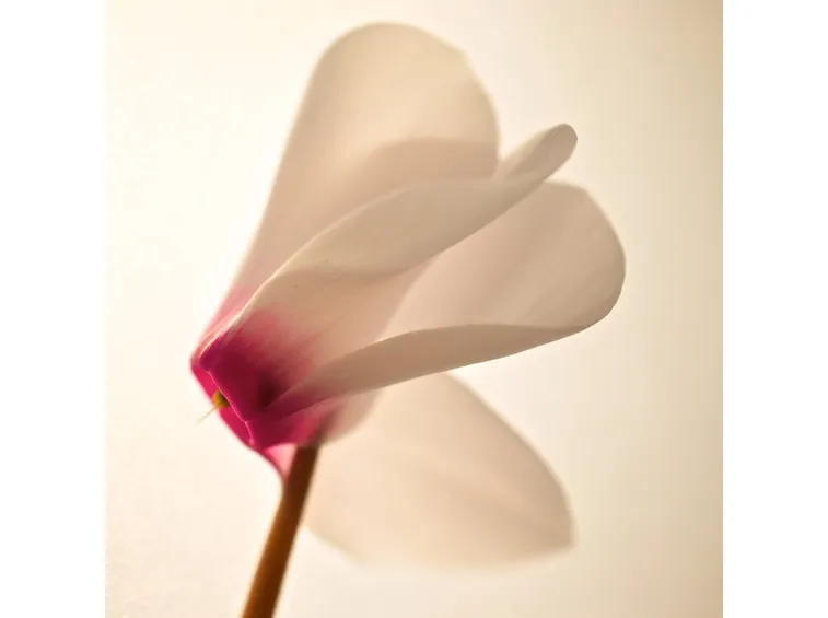 Un fiore di ciclamino bianco