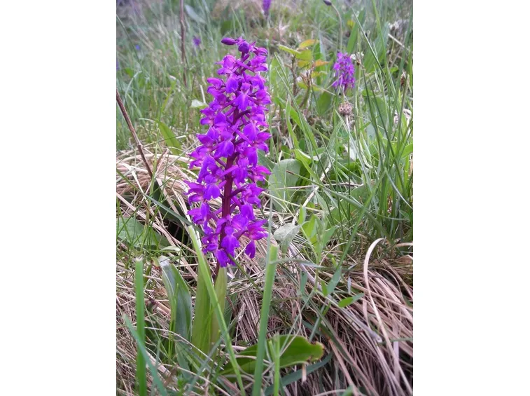 Orchidea viola.