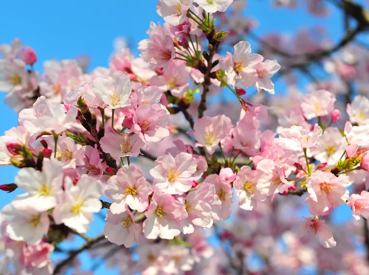significato fiori di ciliegio