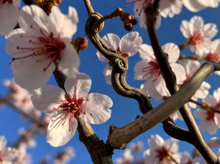 significato dei fiori di ciliegio