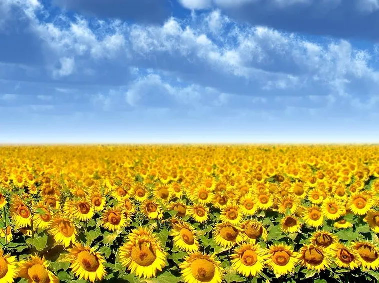 campo girasoli